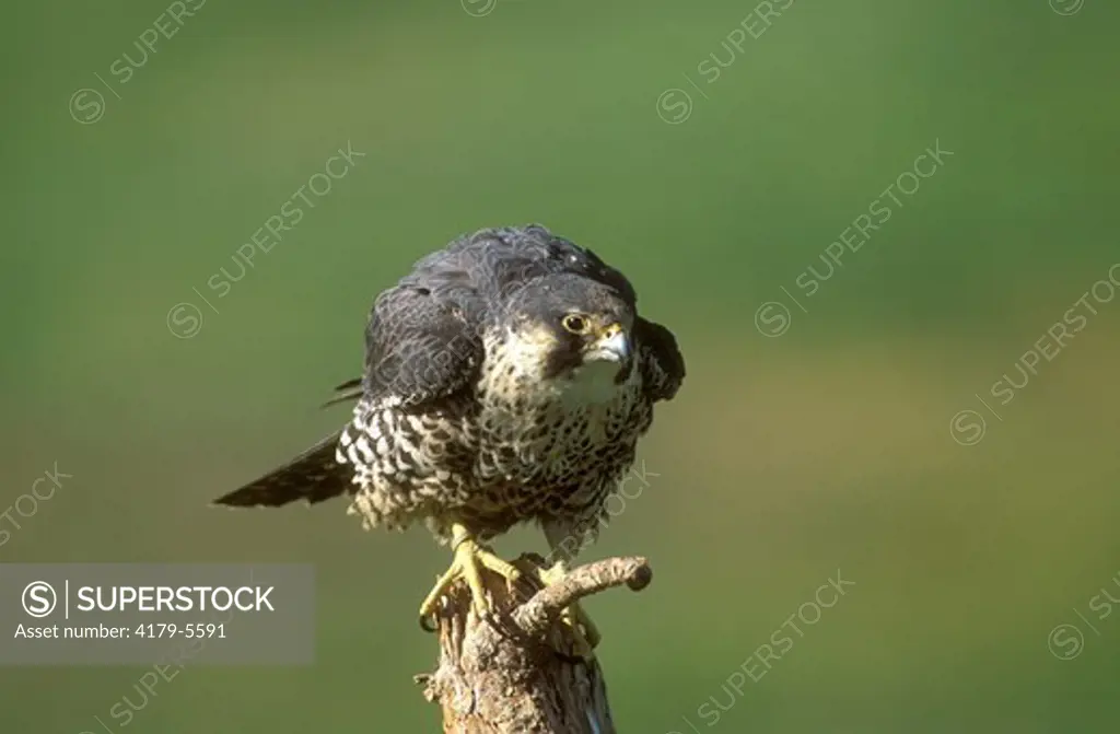 Peregrine Falcon (Falco peregrinus) Colorado