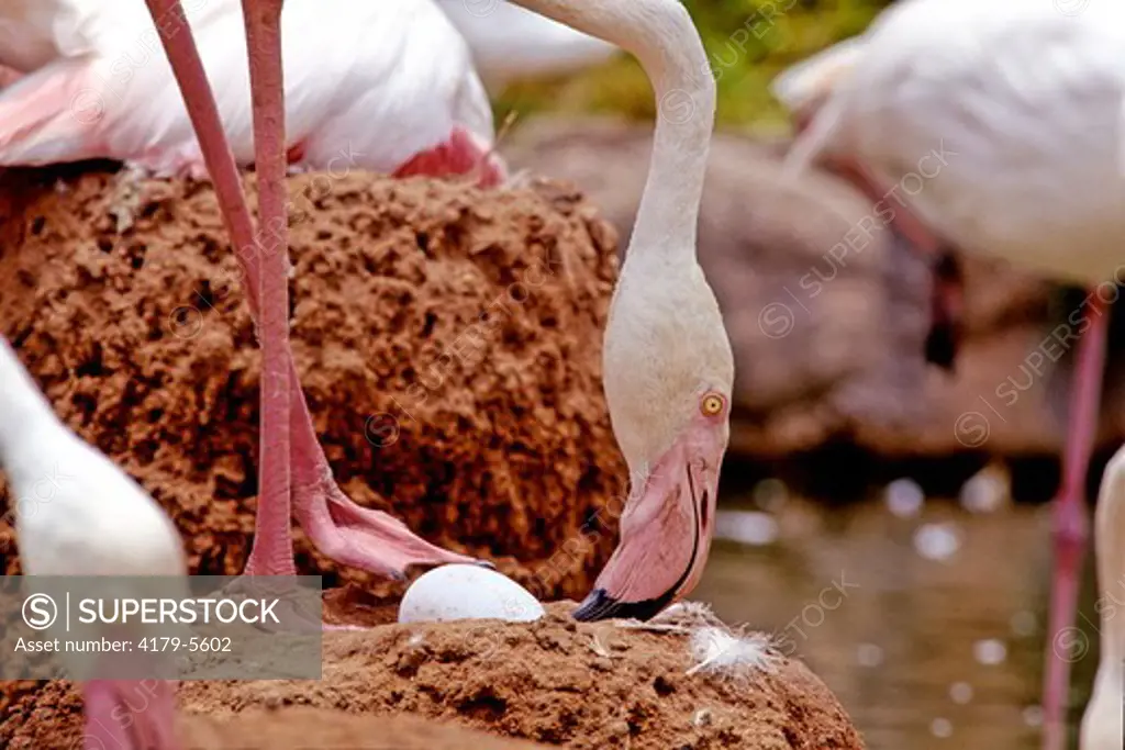 Flamingo With Egg (Phoenicopterus Ruber) Namibia