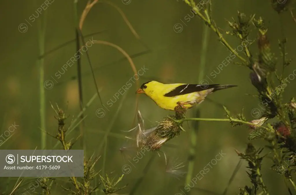 American Goldfinch male on Thistle plant, Great Smoky Mtns NP, TN (Carduelis tristis)