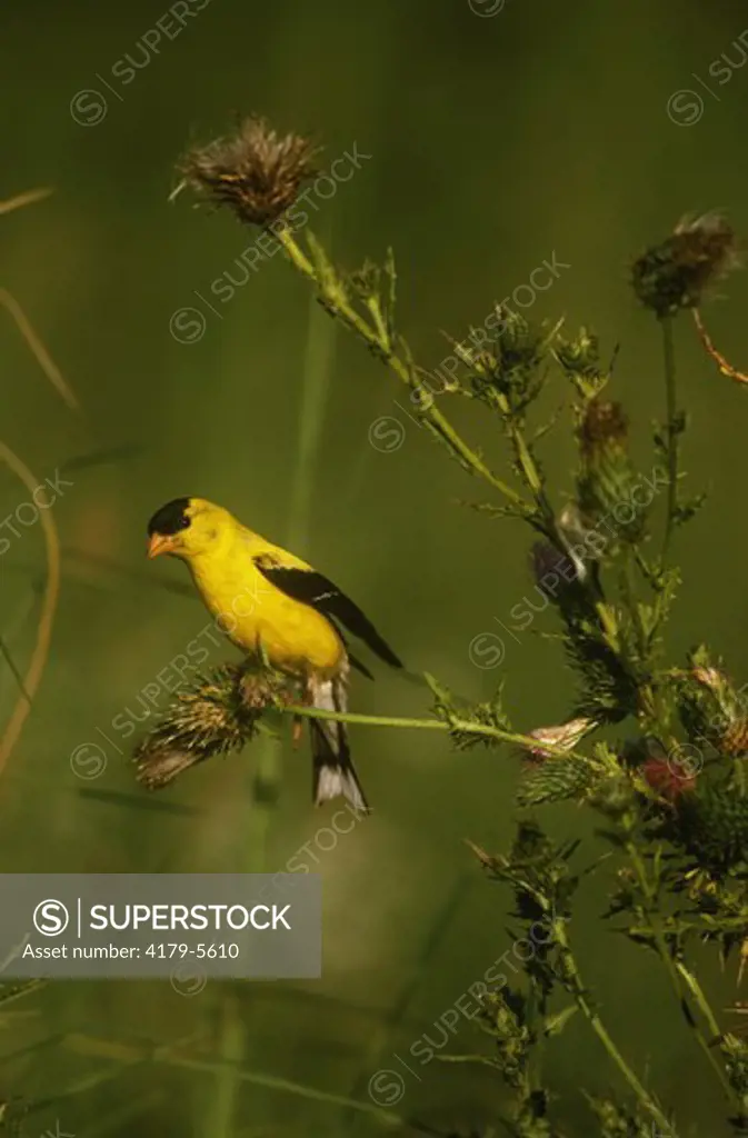 American Goldfinch male eats Thistle seeds - Great Smoky Mt. NP, TN (Carduelis tristis)