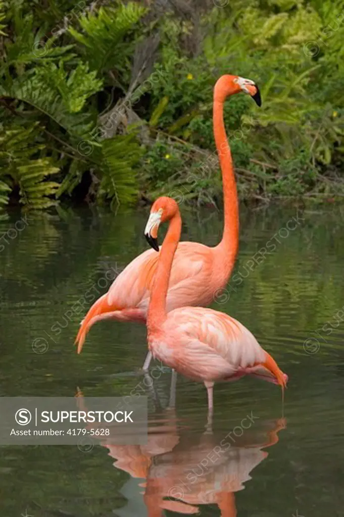 Greater Flamingos, Phoenicopterus ruber, Sarasota Jungle Gardens, FL, Florida