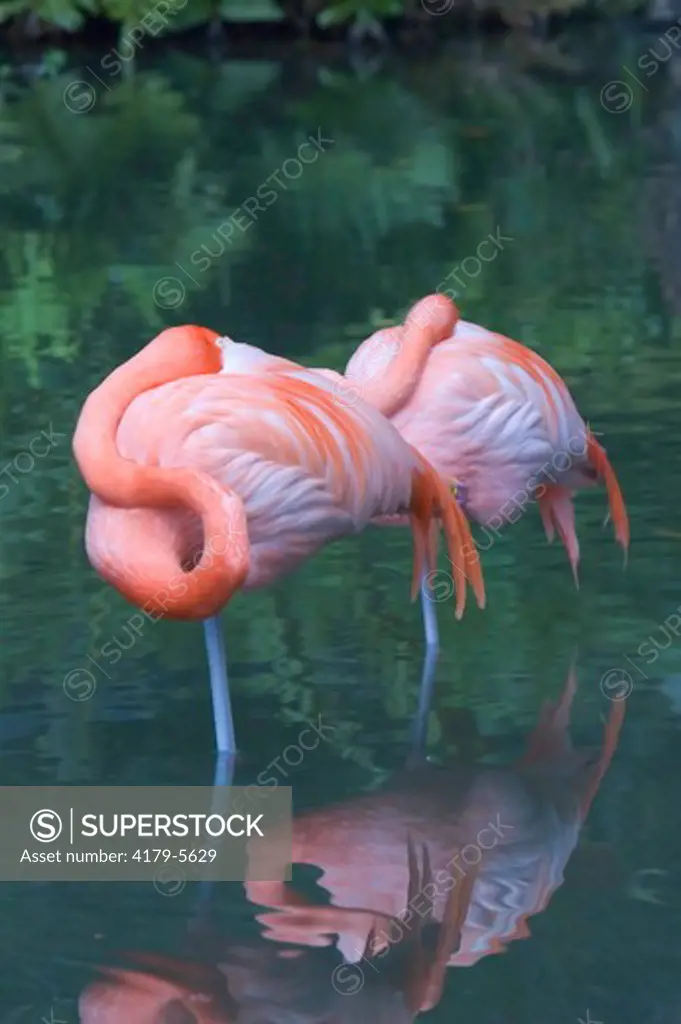 Greater Flamingos, Phoenicopterus ruber, resting, Sarasota Jungle Gardens, FL
