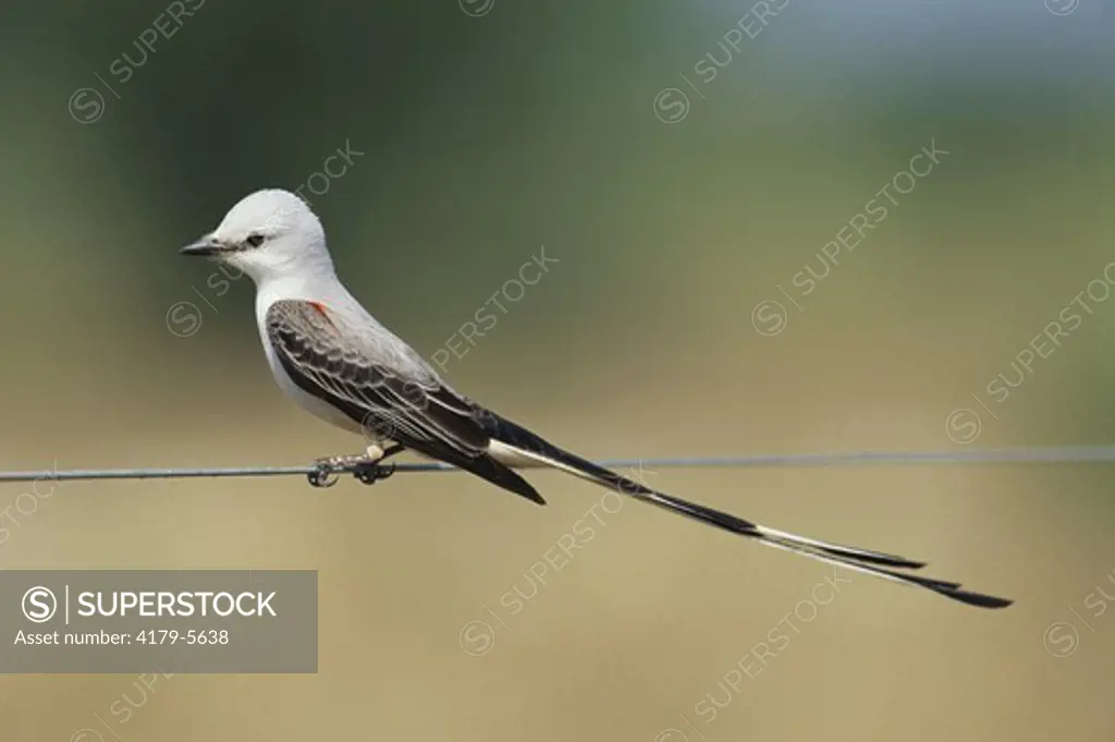 Scissor-tailed Flycatcher perched on Wire, Texas