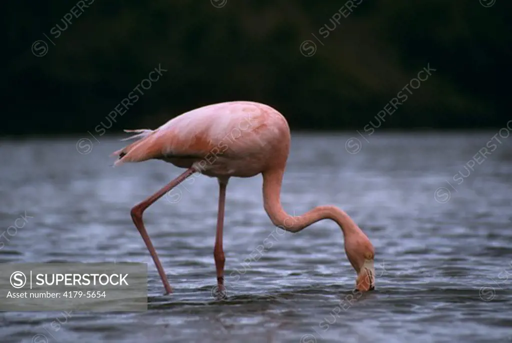 Greater Flamingo (Phoenicopterus ruber) Galapagos
