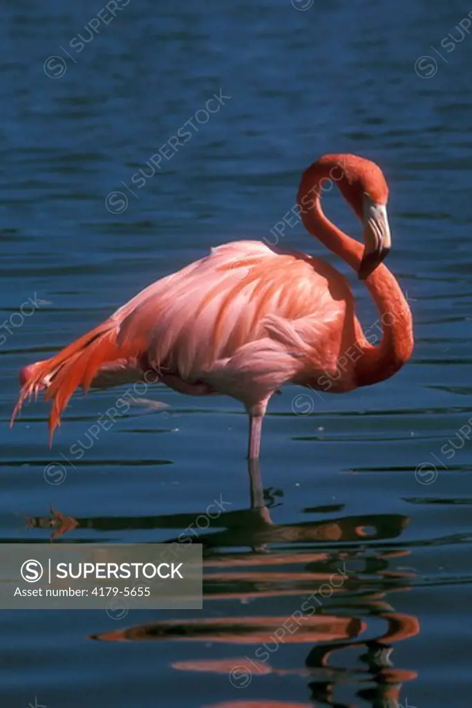 Greater Flamingo (Phoenicopterus ruber) Metro Zoo, Miami, Florida