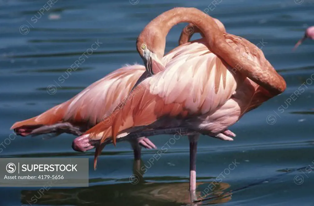 Greater Flamingo (Phoenicopterus ruber) Metro Zoo, Miami, FL