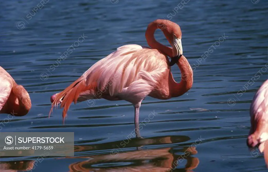 Greater Flamingo (Phoenicopterus ruber), Metro Zoo, Miami, Florida