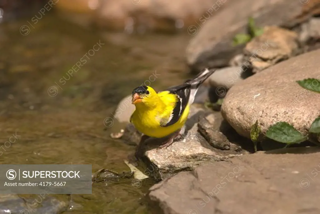 American Goldfinch   (Carduelis tristis)   McLeansville, NC   2007   Digital Capture