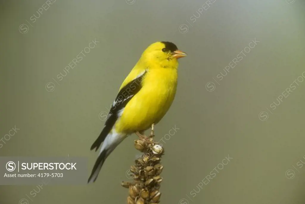 American Goldfinch male (Carduelis tristis) Arapahoe Co., Colorado