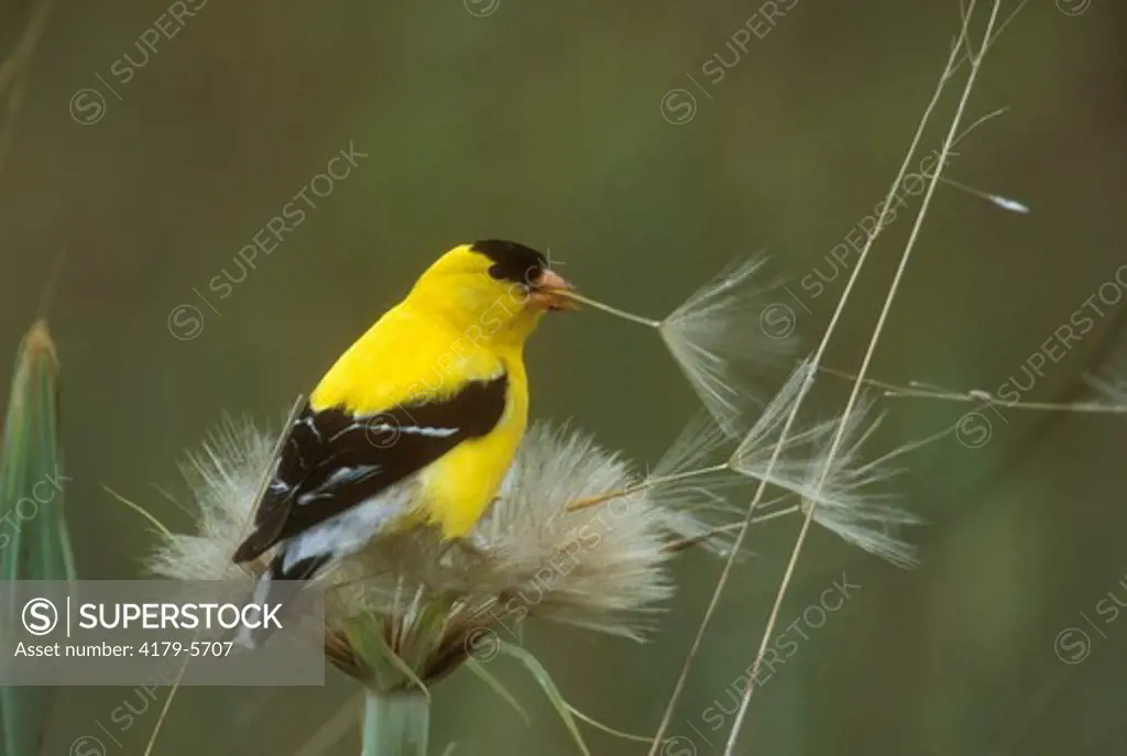 Male Am. Goldfinch eating Salsify Seeds (Carduelis tristis), Pt. Niobrara NWR, NE, Nebraska