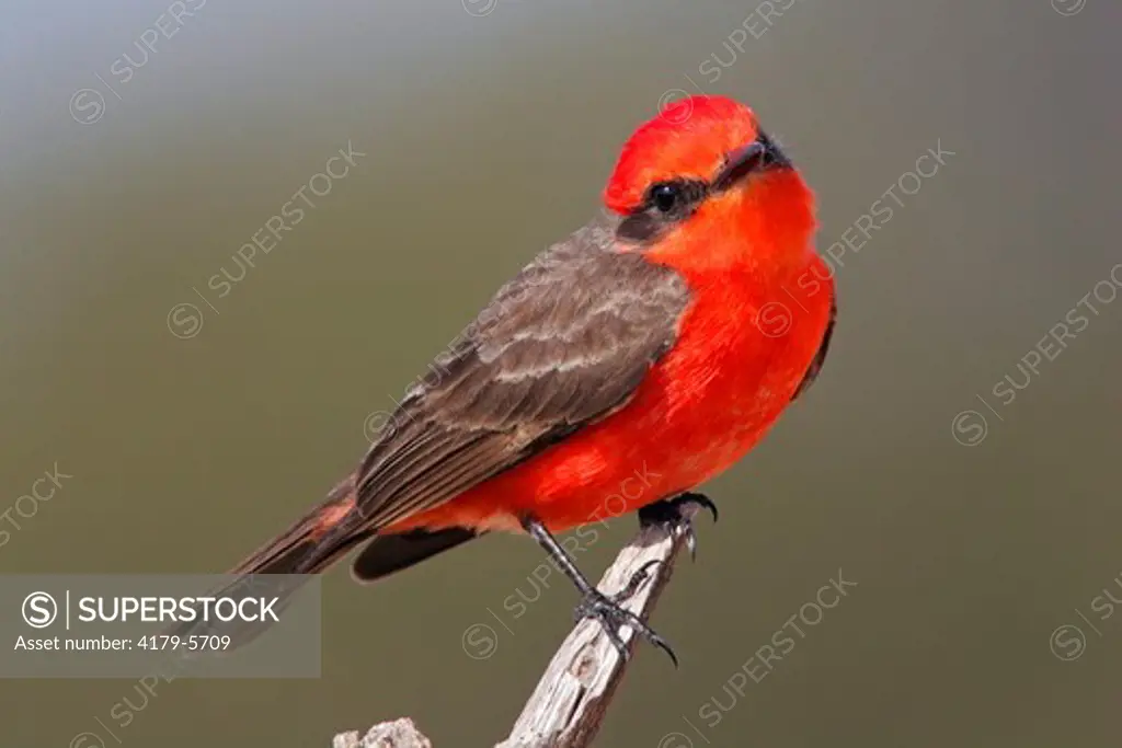 Male Vermillion Flycatcher (Pyrocephalus rubinus) Kimble County, TX, Texas