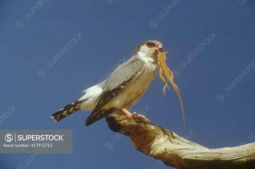 Pygmy Falcon (Polihierax semitorquatus) with Gecko prey, Kalahari Gemsbok Park