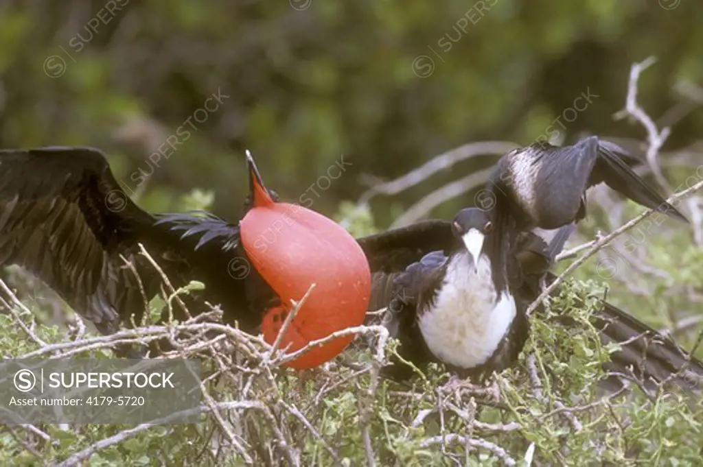 Greater Frigatebird Pair (Fregata minor), Tower I., Galapagos, m. w/ inflated Pouch