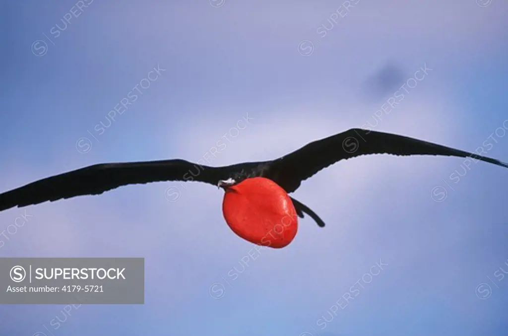 Greater Frigatebird, male in Flight w/ inflated Pouch (Fregata minor), Tower I., Galapagos