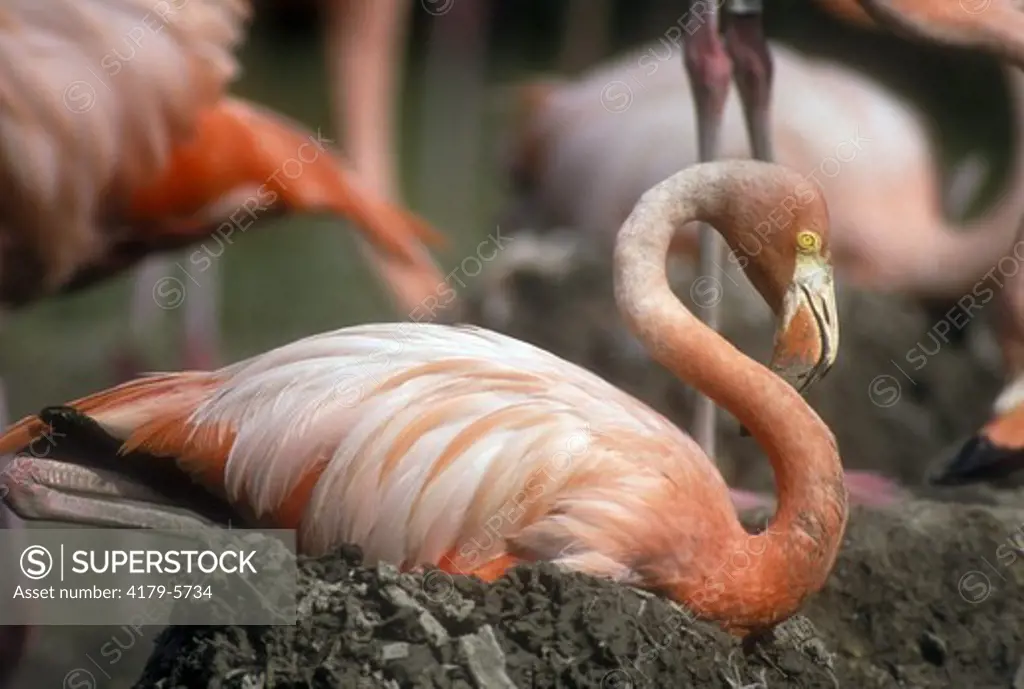 American Flamingo (Phoenicopterus ruber) incubating Eggs