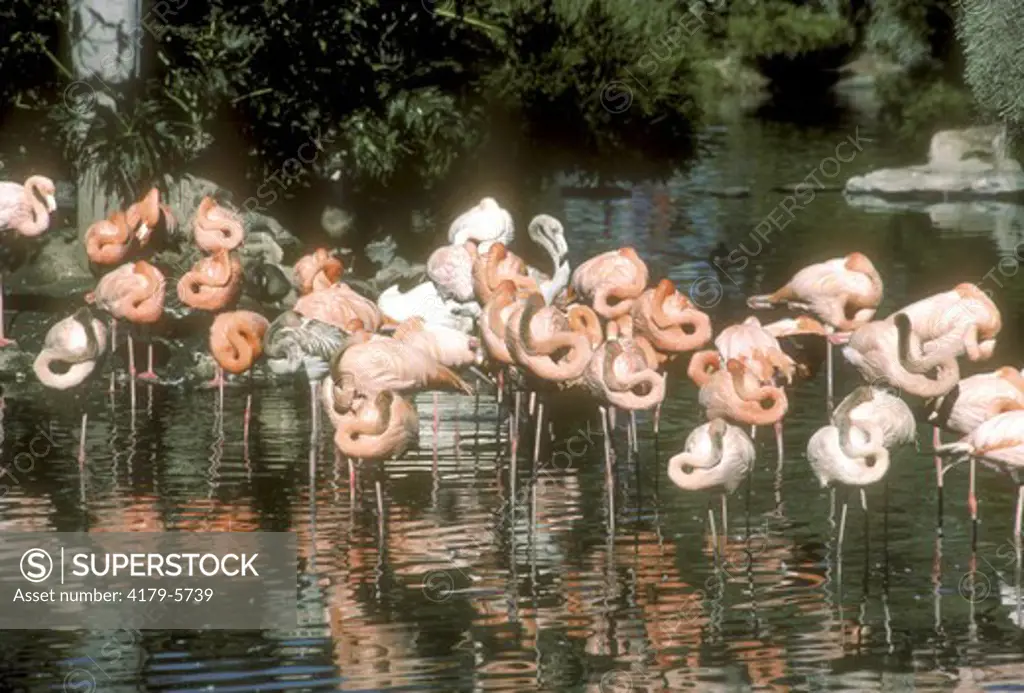 American Flamingos (Phoenicopterus ruber) Sea World, San Diego, CA