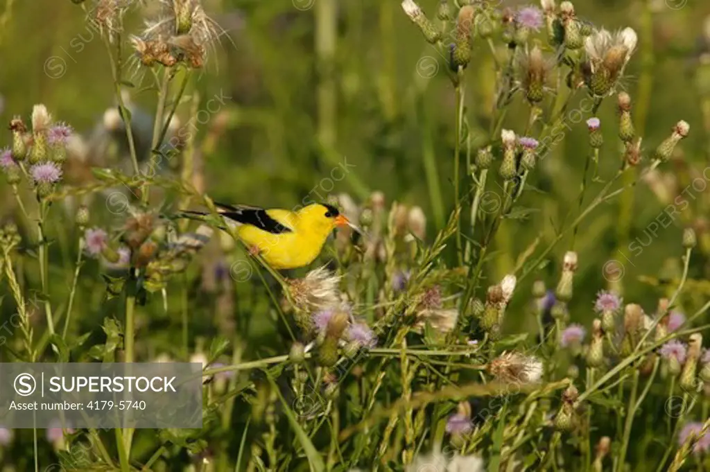 American Goldfinch  (Carduelis tristis)  Summer - Prairie / Meadow - Adult in breeding plumage perched on Canada Thistle (Cirsium arvense) (alien) pulling silk from seed pods for nests.