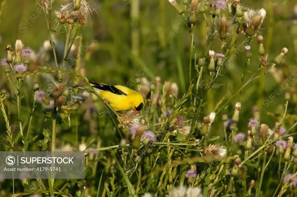 American Goldfinch  (Carduelis tristis)  Summer - Prairie / Meadow - Adult in breeding plumage perched on Canada Thistle (Cirsium arvense) (alien) pulling silk from seed pods for nests.