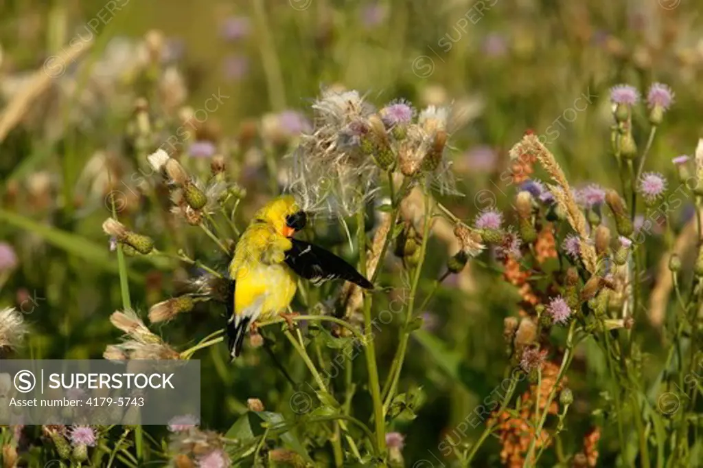 American Goldfinch  (Carduelis tristis)  Summer - Prairie / Meadow - Adult in breeding plumage with wing raised preening feathers, perched on Canada Thistle (Cirsium arvense) (alien).