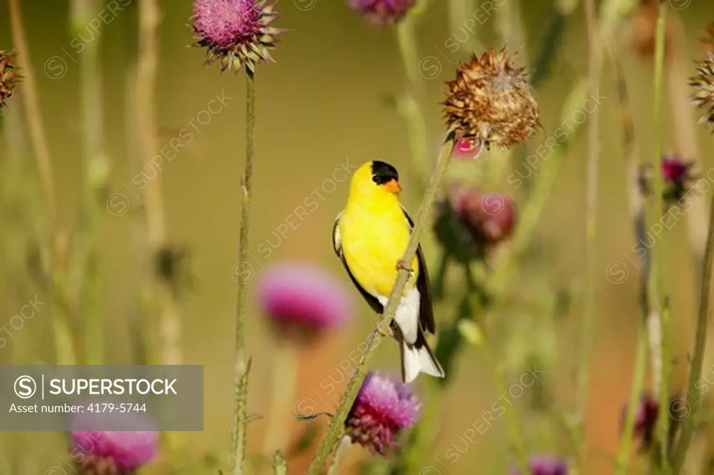 American Goldfinch  (Carduelis tristis)  Summer - Prairie / Meadow - Adult male in breeding plumage perched on Nodding or Musk Thistle (Carduus nutans) (alien) branch, some in flower or seed.