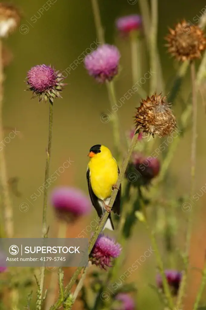 American Goldfinch  (Carduelis tristis)  Summer - Prairie / Meadow - Adult male in breeding plumage perched on Nodding or Musk Thistle (Carduus nutans) (alien) some in flower or seed.