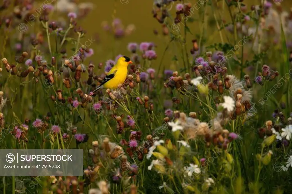 American Goldfinch  (Carduelis tristis)  Summer - Prairie / Meadow - Warm morning light on adult male in breeding plumage perched on Canada Thistle (Cirsium arvense) (alien).
