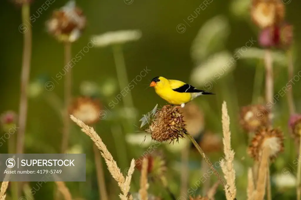 American Goldfinch  (Carduelis tristis)  Summer - Prairie / Meadow - Adult male in breeding plumage perched on Canada Thistle (Cirsium arvense) (alien) pulling silk from seed pods for nests.