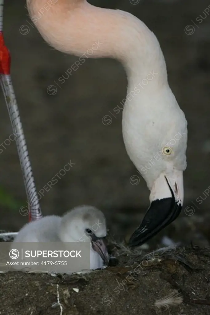 Chile-Flamingo (Phoenicopterus chilensis)