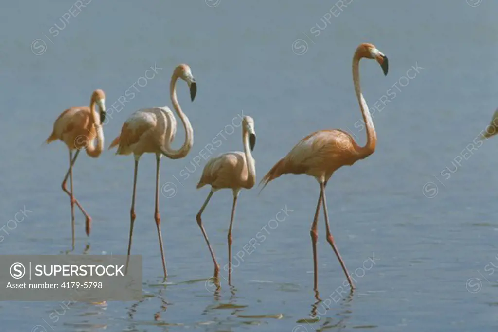 Greater Flamingos (Phoenicopterus ruber) El Cuyo, Yucatan, Mexico