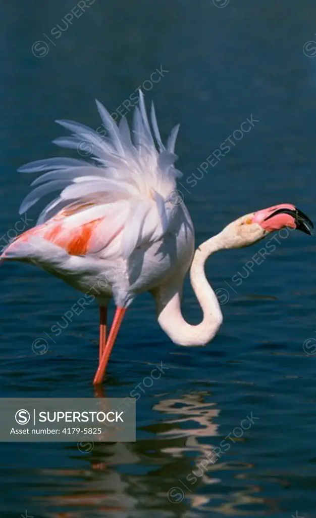 Flamingo in water (Phoenicopterus ruber)