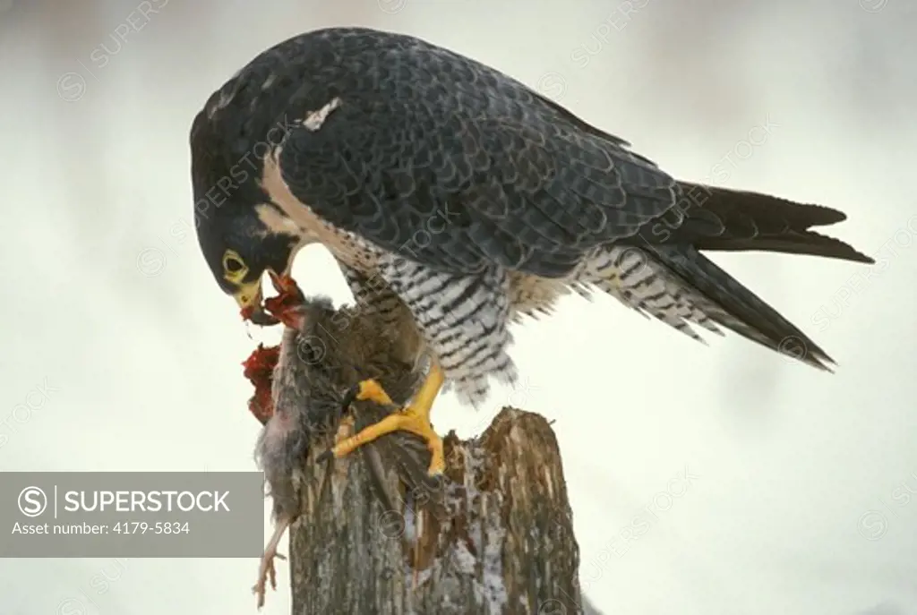 Peregrine Falcon (Falco peregrinus) Eating Quail/Rockies o. America