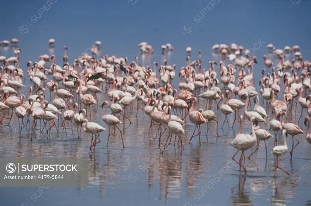 Lesser Flamingos (Phoenicopterus minor), Lake Nakuru NP, Kenya