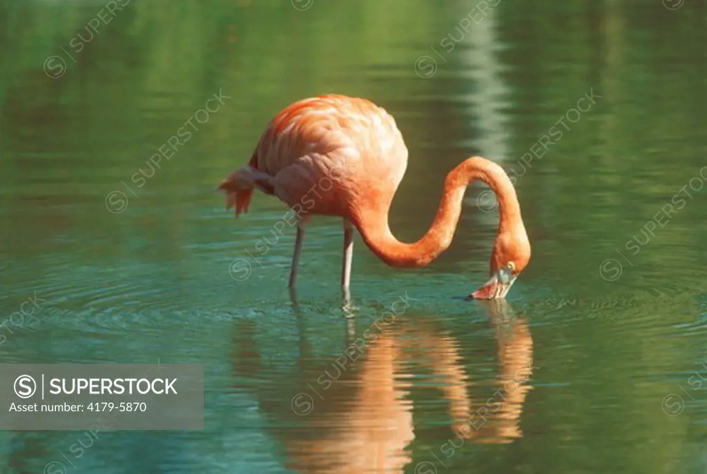 American Flamingo Feeding (Phoenicopterus ruber) Metro Zoo/Miami, FL