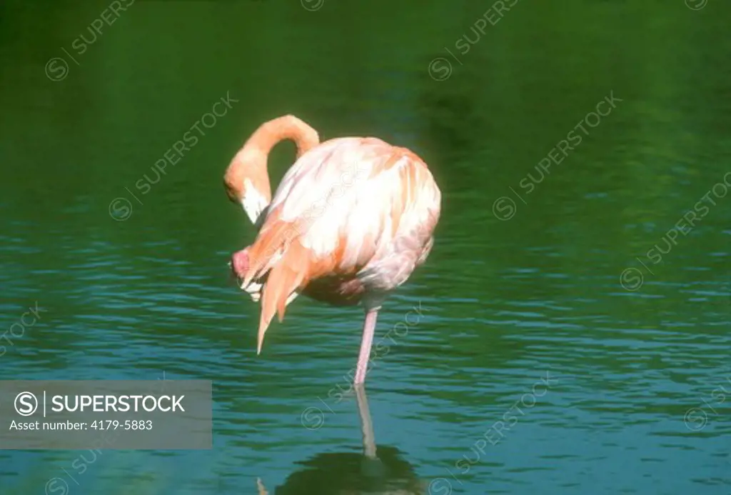 American Flamingo (Phoenicopterus ruber) Preening/Everglades NP/FL