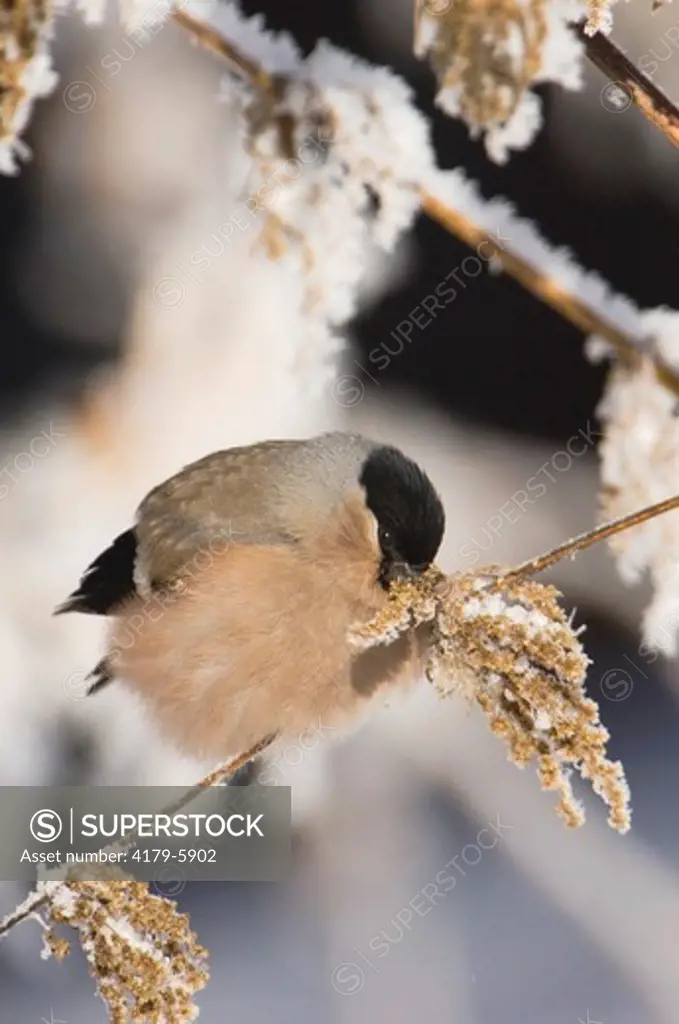 Eurasian Bullfinch, Pyrrhula pyrrhula, female eating seeds of Stinging Nettle(Urtica dioica) with frost by minus 15 Celsius, Lenzerheide, Switzerland, December 2005