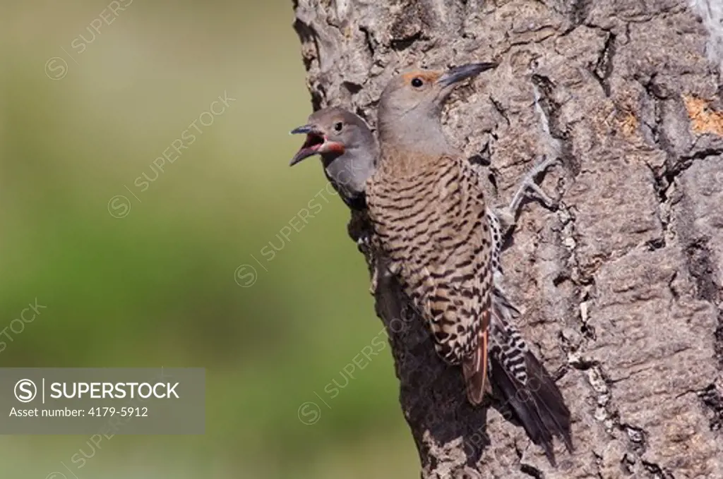 Northern Flicker (Colaptes auratus) Red-shafted form, female feeding young in nesting cavity,Rocky Mountain National Park, Colorado, USA, June 2007