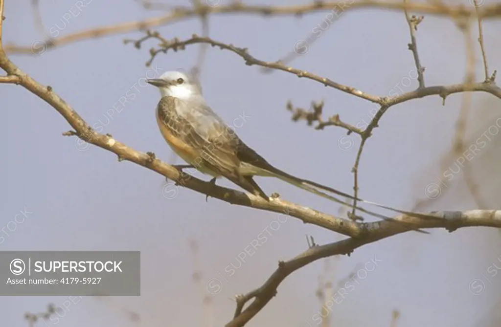 Scissor-tailed Flycatcher on Branch (Tyrannus forticatus),  Brooks Co., TX