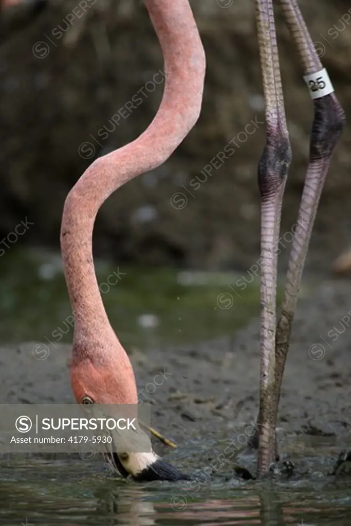 Caribbean Flamingo working bill in mud (Phoenicopterus ruber ruber) Flamingo Lagoon, San Diego Zoo, San Diego, California