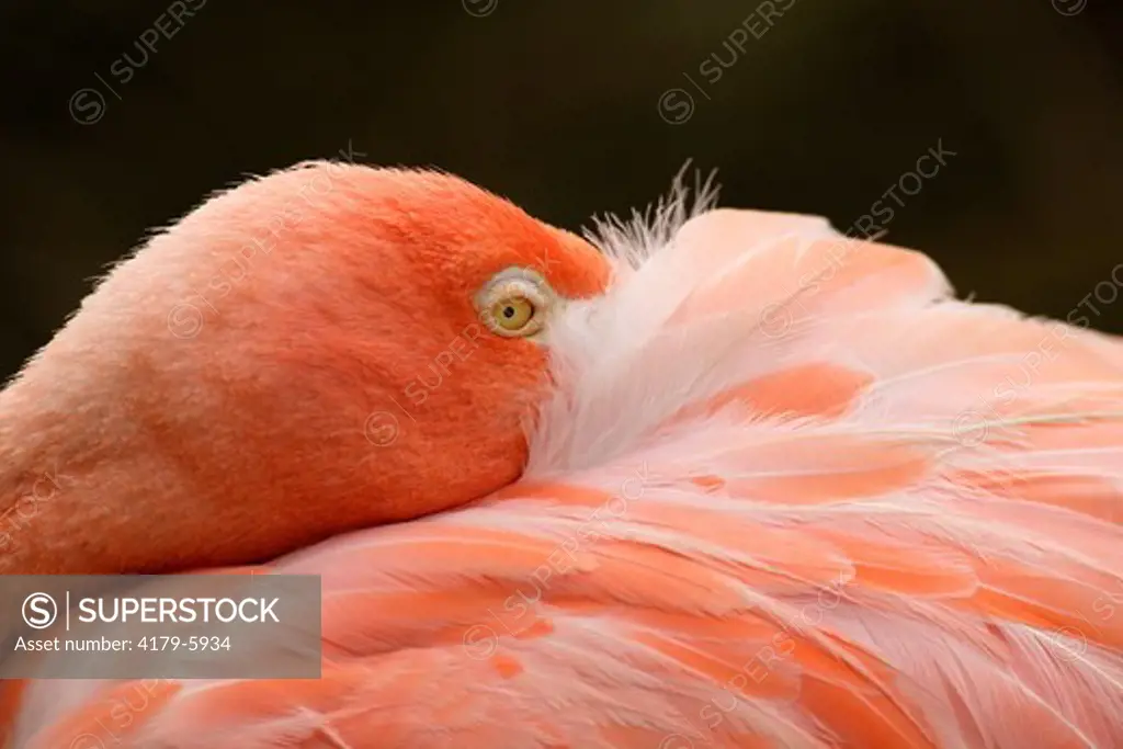 Caribbean Flamingo  (Phoenicopterus ruber ruber) Flamingo Lagoon, San Diego Zoo San Diego, California