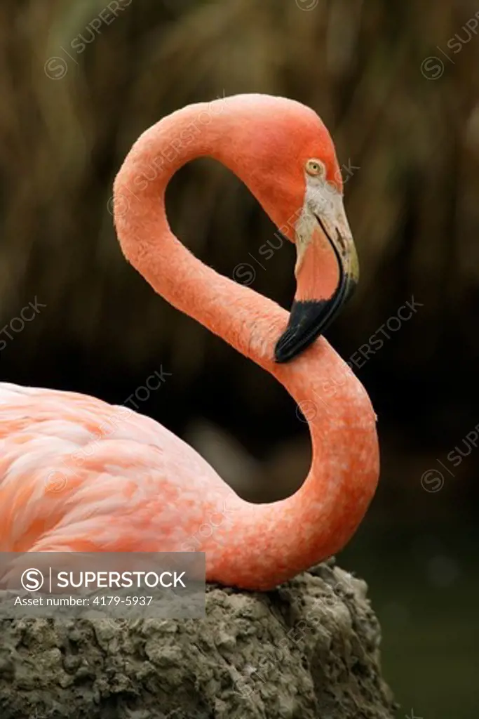 Caribbean Flamingo on nest  (Phoenicopterus ruber ruber) Flamingo Lagoon, San Diego Zoo, San Diego, California