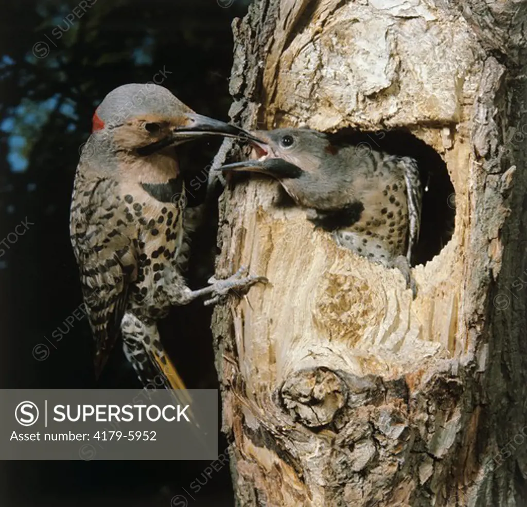 Yellow-shafted Flicker with young (Colaptes auratus) Maple, Ontario