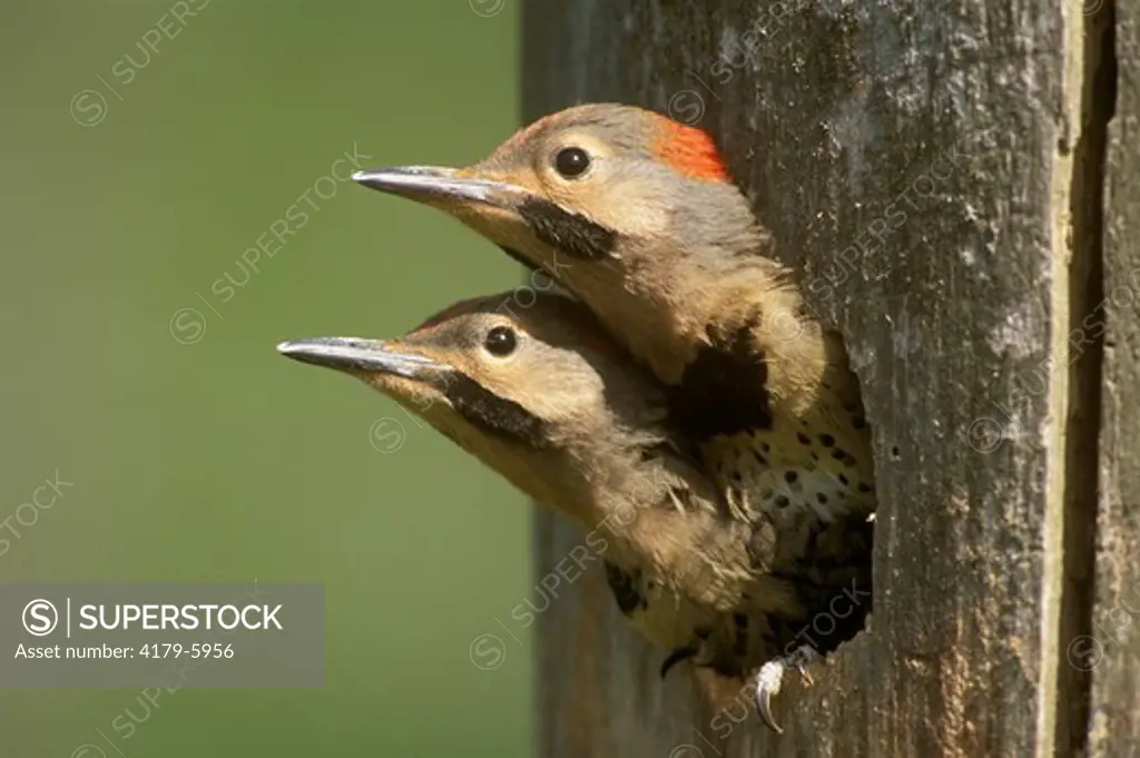 Northern Flicker Chicks looking out of nest hole (Colaptes auratus) - NY