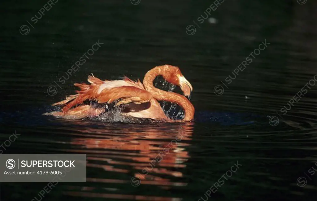 American Flamingo (Phoenicopterus r. ruber), adult bathing
