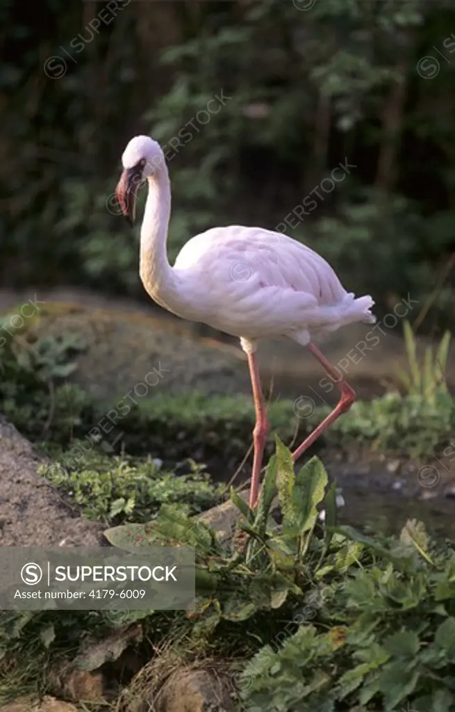 Lesser Flamingo searches for Food (Phoenicopterus minor)