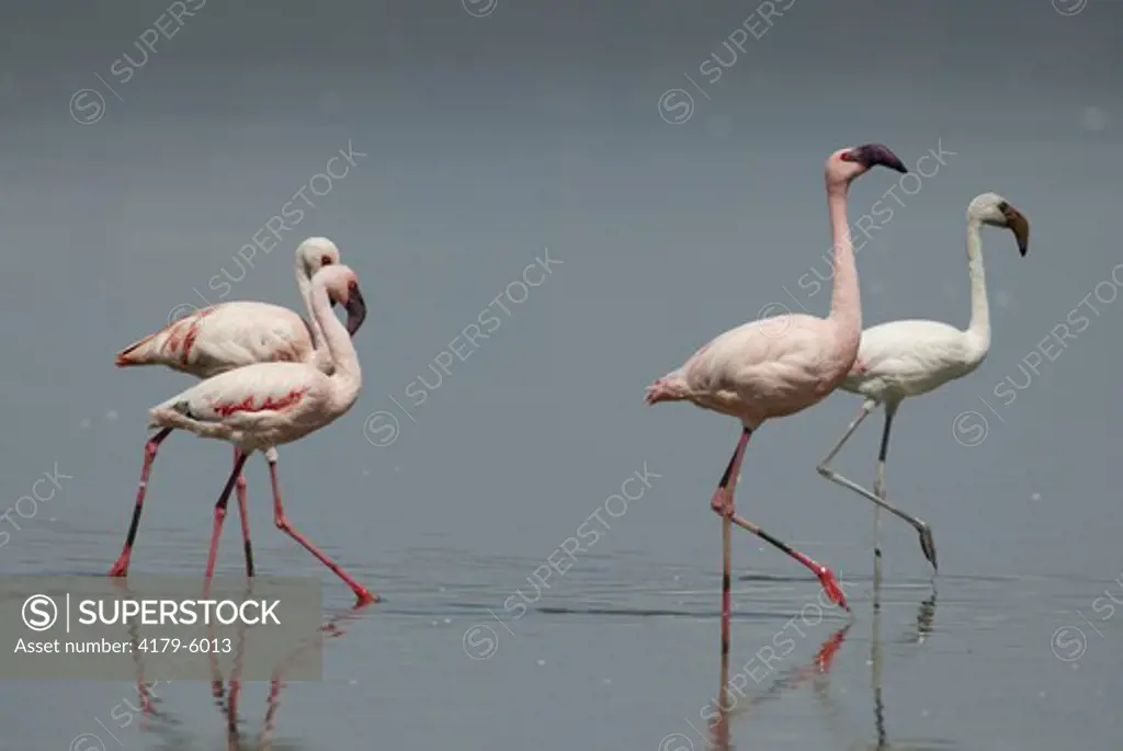 Lesser Flamingo (Phoenicopterus minor), adultS, Laks Nakuru, Kenya