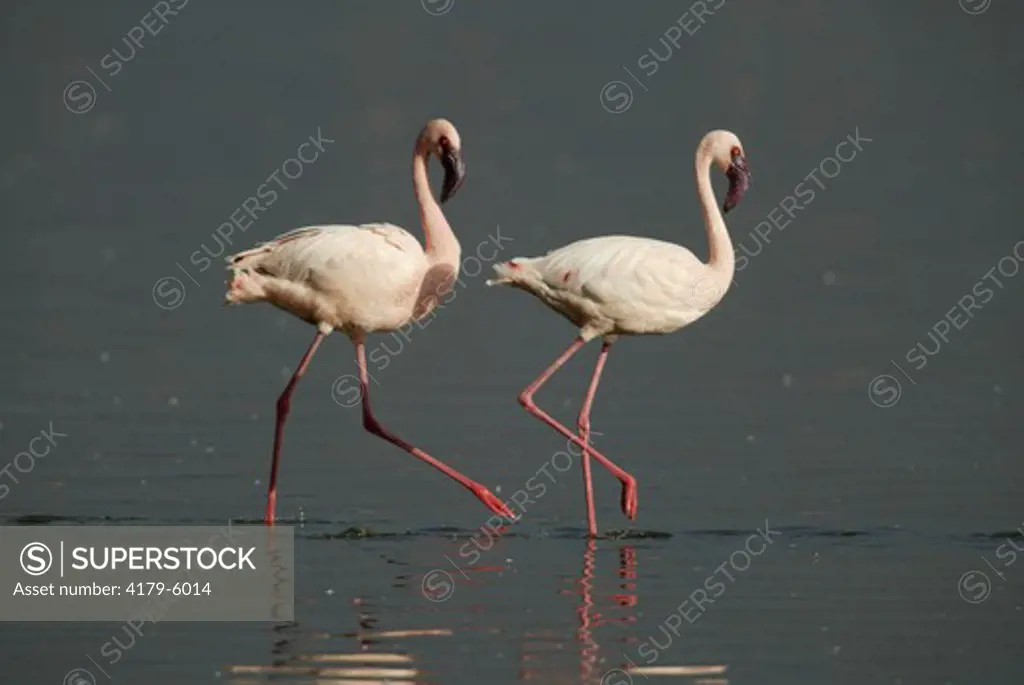 Pair of Lesser Flamingo (Phoenicopterus minor), adults, Lake Nakuru, Kenya