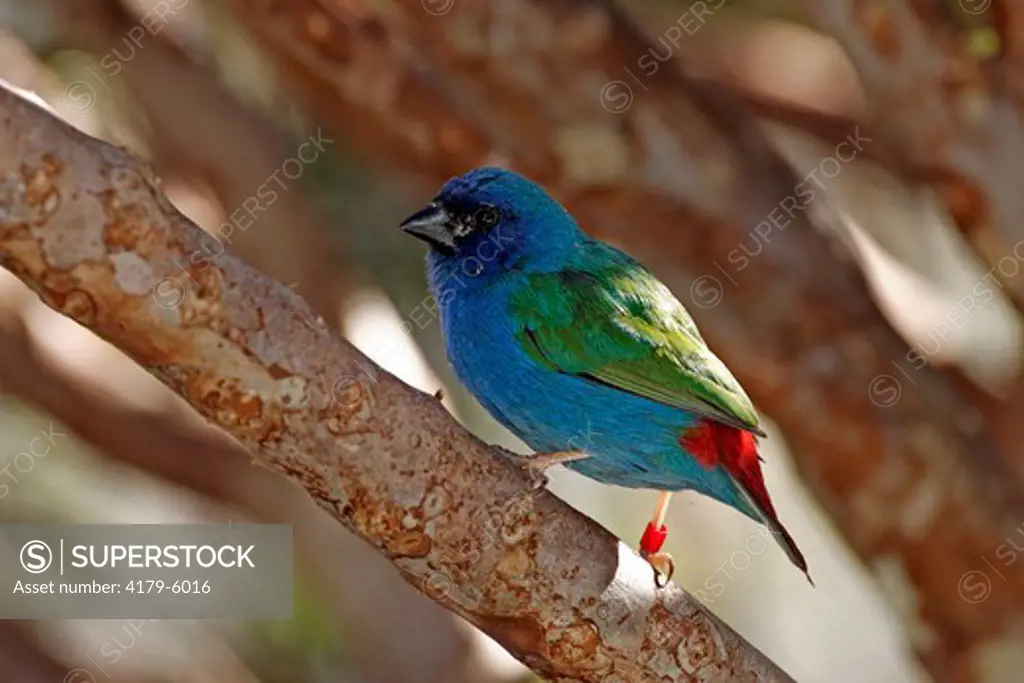 Tricolored Parrot Finch (Erythrura tricolor) Adult male Asia, New Guinea