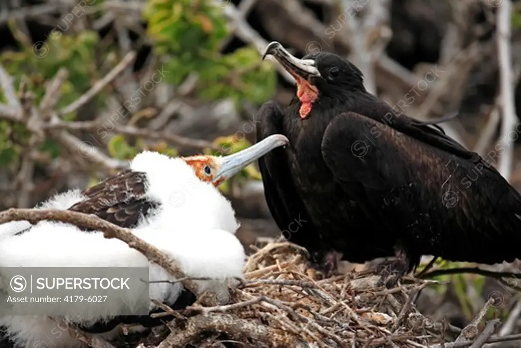 Great Frigatebird adult male and chick at nest (Fregata minor) Galapagos Islands