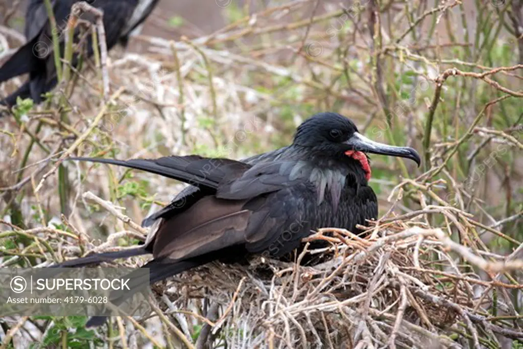 Great Frigatebird adult male brooding on nest (Fregata minor)  Galapagos Islands