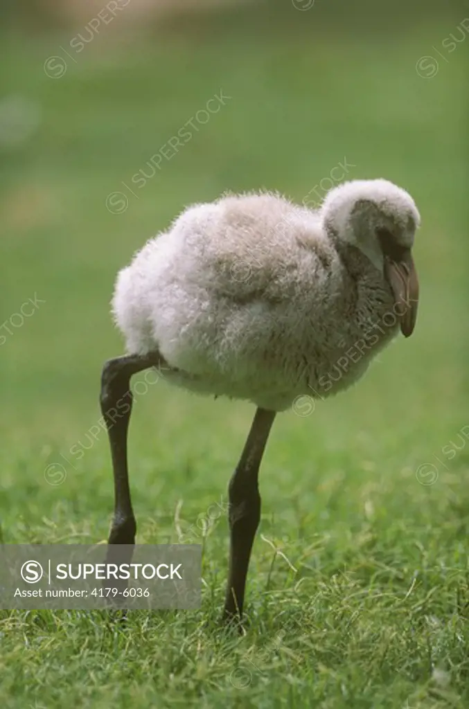 American Flamingo chick W. Indies